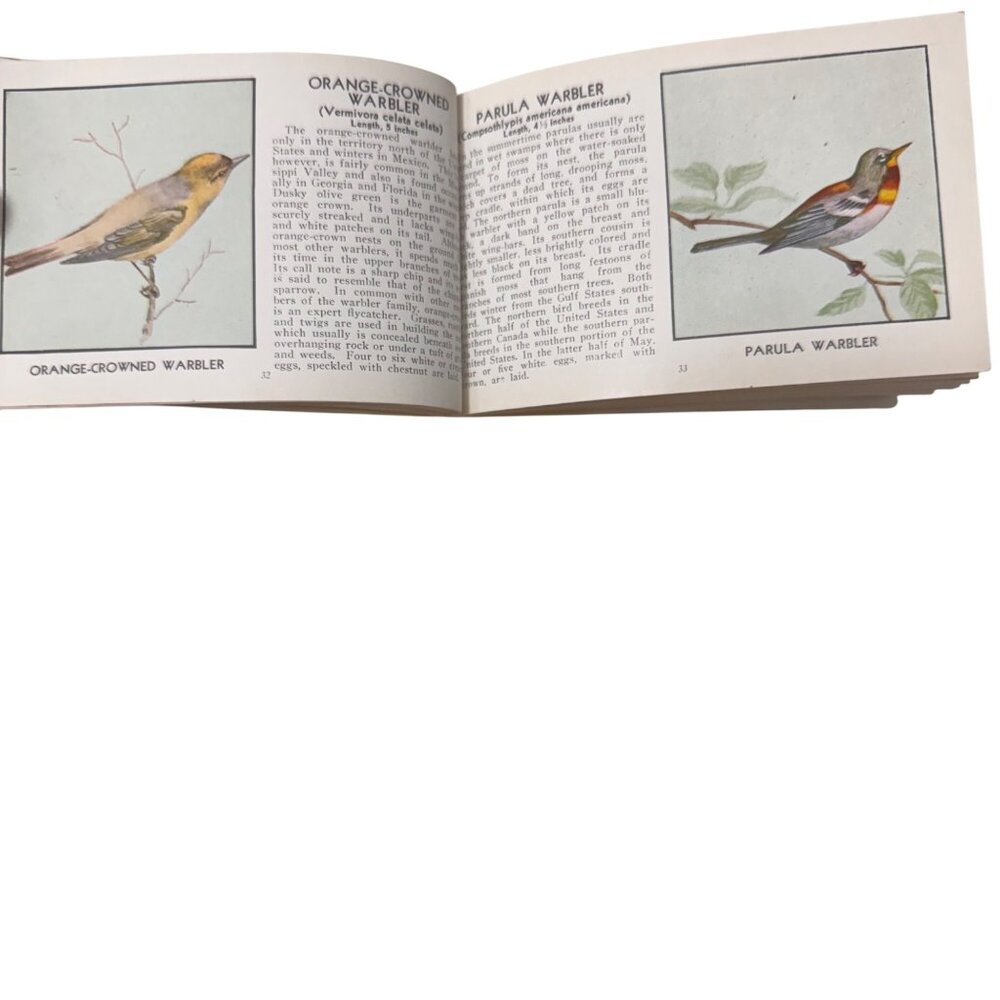 Vintage 1931 "The Green Book Of Birds Of America" By Frank G. Ashbrook - Picture 9 of 16
